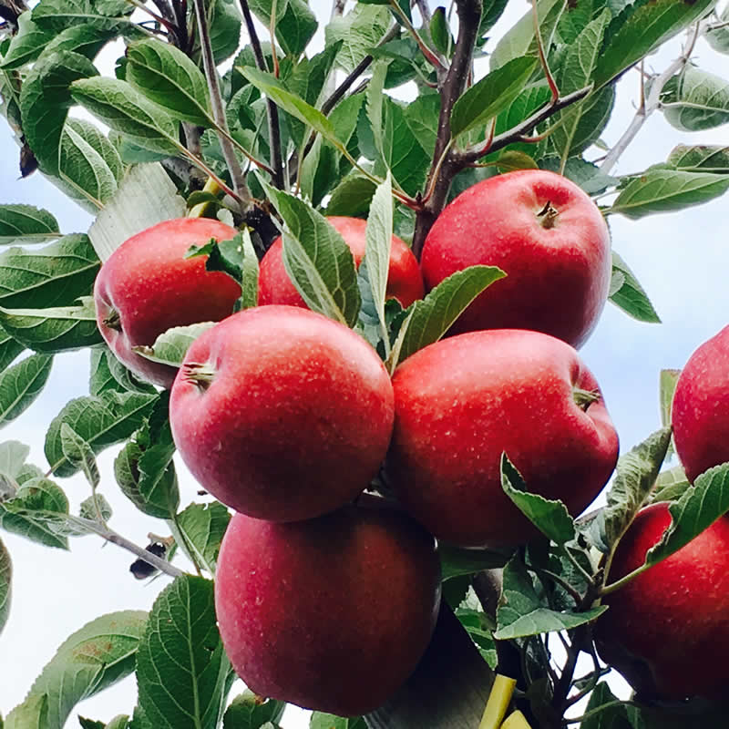 Regionale Frische bei Obst & Gemüse